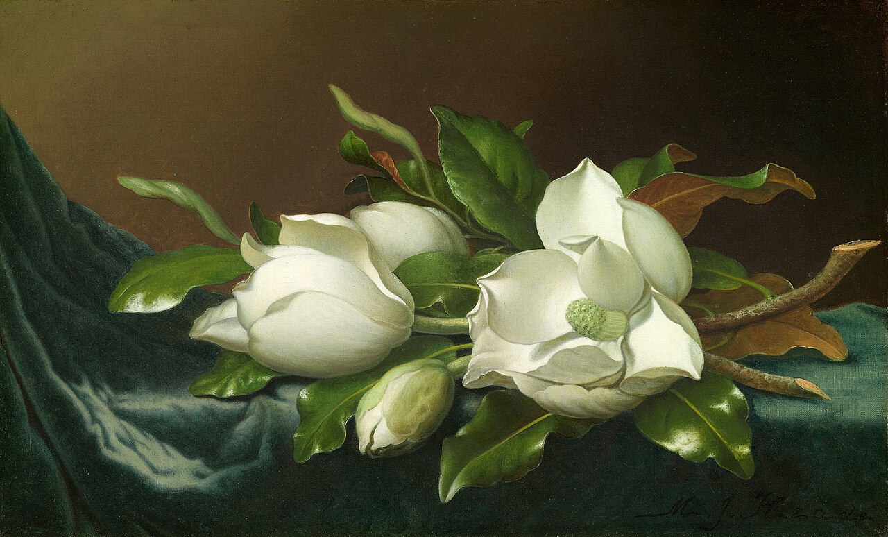 Magnolien